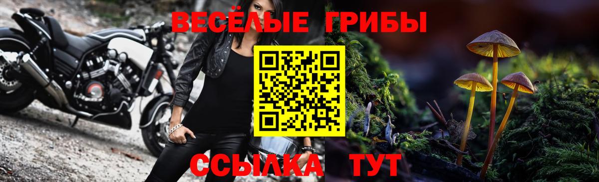 Галлюциногенные грибы Psilocybine cubensis Торжок